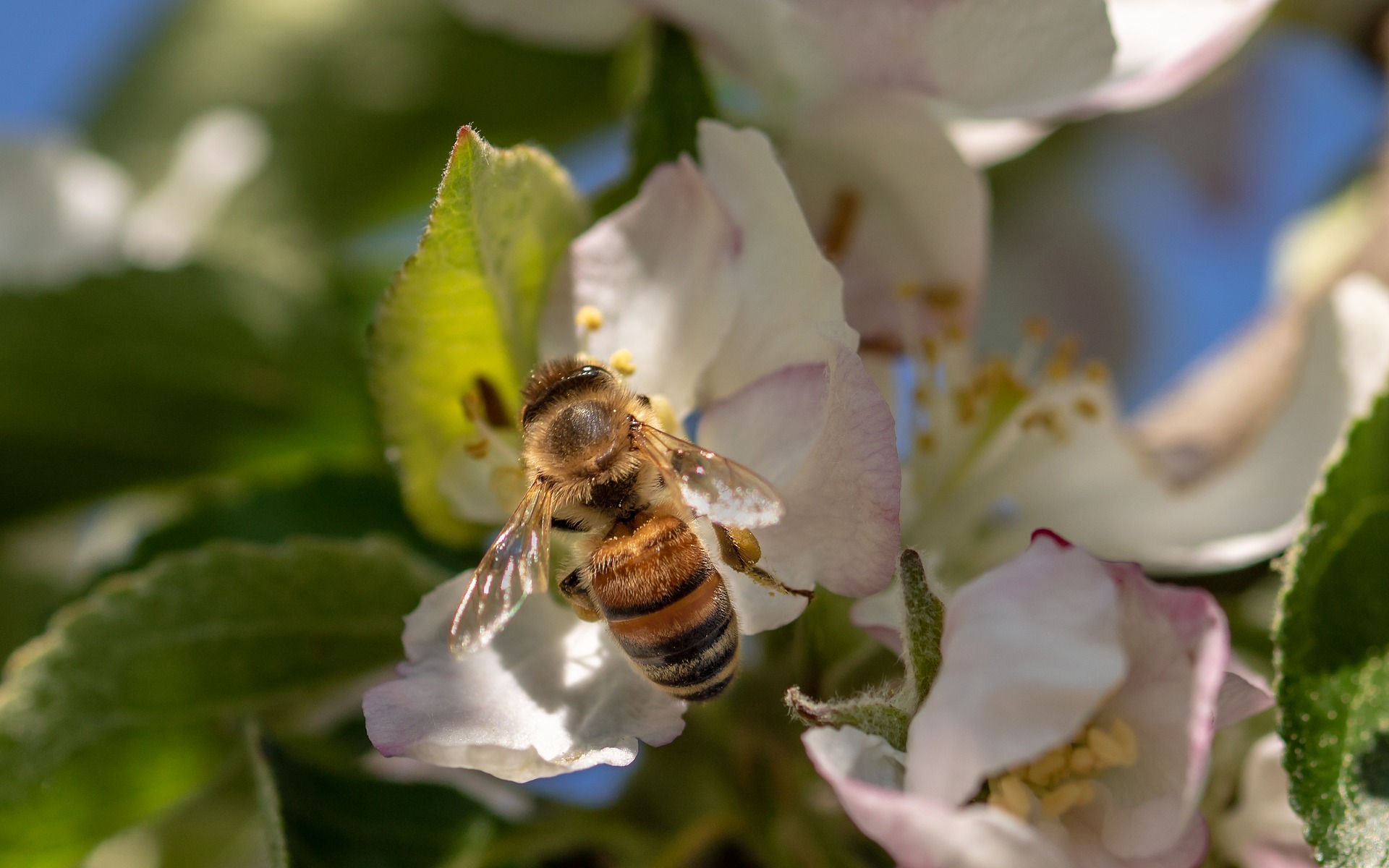 Pourquoi il ne faut pas rire de la journée internationale des abeilles